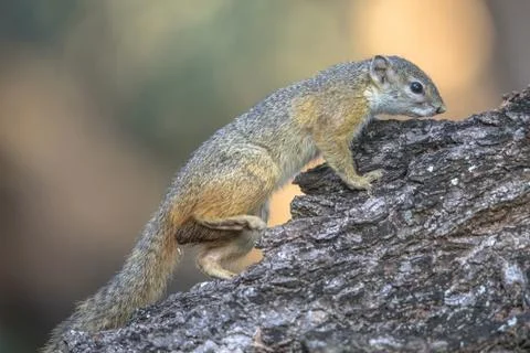 Tree squirrel on branch Stock Photos