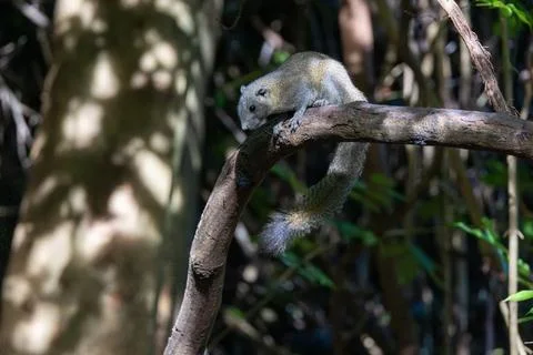 Tree Squirrel Climbing Down a Branch Stock Photos