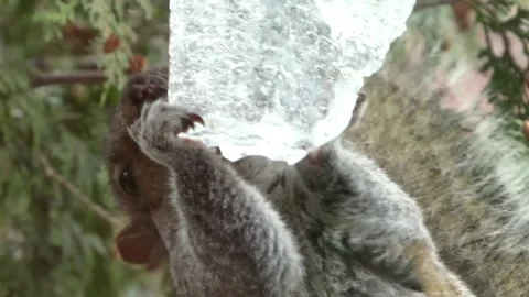 Tree squirrel drinks from large icicle Stock Footage 252099900