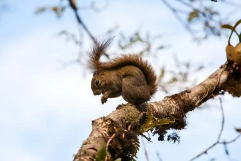 Tree squirrel eating in a branch Stock Photos
