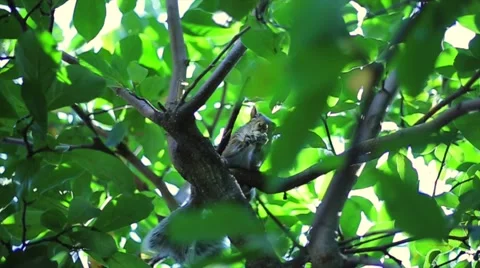 Tree Squirrel Eating a Nut Stock Footage