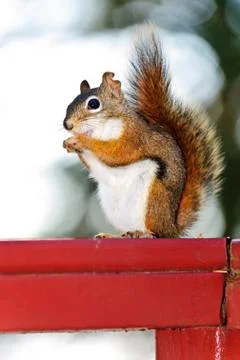 Tree squirrel eating peanut on red railing Stock Photos