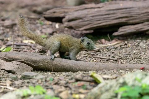 Tree Squirrel on the Forest Floor Stock Photos