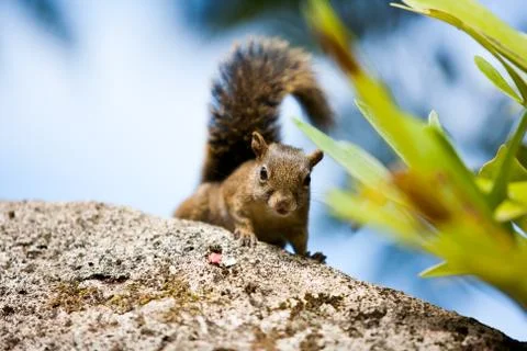 Tree squirrel looking the photographer Stock Photos