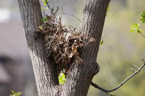 Tree squirrel nest high up in a tree Stock Photos