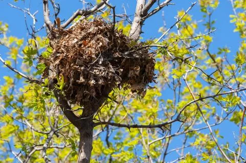 Tree squirrel nest high up in a tree Stock Photos