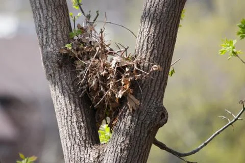 Tree squirrel nest high up in a tree in soft focus Stock Photos
