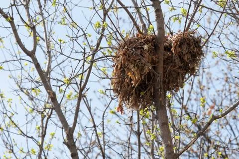 Tree squirrel nest high up in a tree Stock Photos