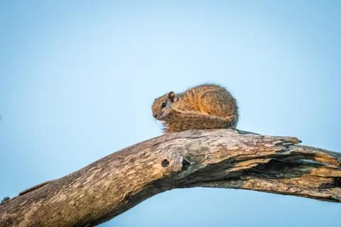 A tree squirrel sitting on a branch. Stock Photos