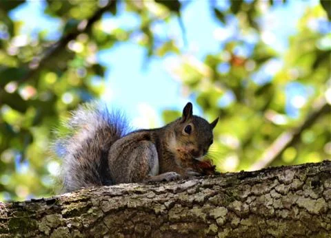 A Tree Squirrel Snacking on a Branch Stock-Fotos