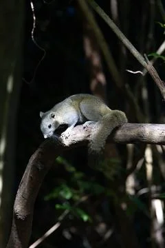 Tree Squirrel Stretched Out on a Branch Stock Photos