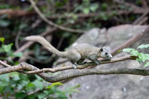 Tree Squirrel Walking Along a Branch Stock Photos