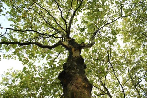 Tree Сrown Stock Photos