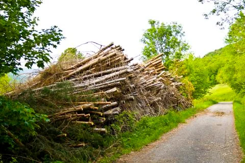 Tree stacks by deforestation in Bavaria, Germany Stock Photos