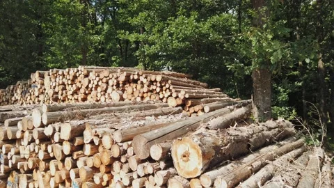 Tree stacks Stock Footage 220555551