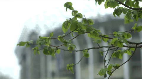 TREE WITH STADIUM IN BACKGROUND Stock Footage 140824448