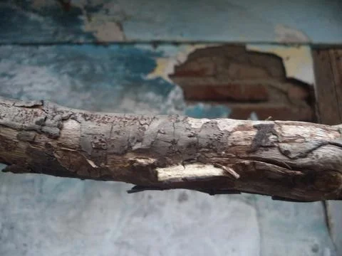 Tree stalk 스톡 사진