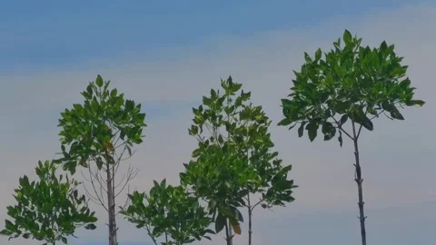 Tree stalks Stock Footage 297446112