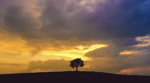 The tree stand against the background of sunset. Time lapse. Wide angle Stock Footage 64263718