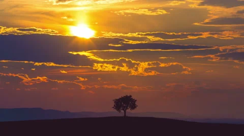 The tree stand against the background of sunset. Time lapse. Wide angle Stock-Footage 64264970
