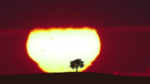 The tree stand against the background of sunset. Time lapse. Wide angle Vídeo Stock 64265064