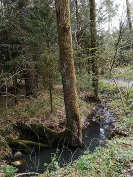 Tree stand in  forest-rill Stock Photos