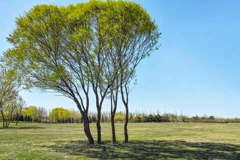The tree stand on the grassland Foto stock