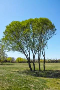 The tree stand on the grassland Foto stock