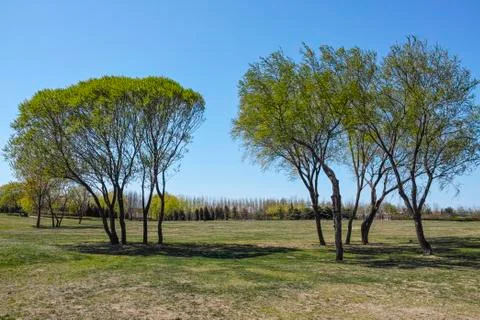 The tree stand on the grassland Foto stock