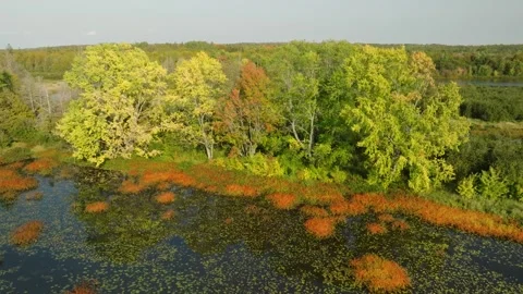 Tree stand in the marsh during fall season Stock Footage 256942519