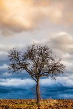 Tree standing alone on field 스톡 사진