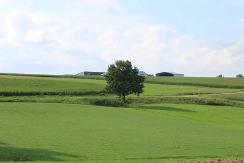 Tree standing alone in the field. Stock Photos