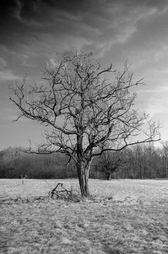 Tree Standing Alone in Field Stock Photos
