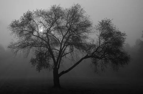 Tree standing alone in mist with sunrays 写真素材