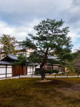 Tree standing alone Stock Photos