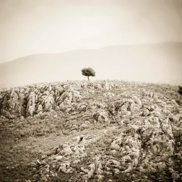 Tree standing alone Stock Photos