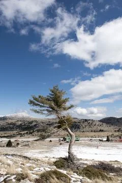 Tree standing alone on the top of a hill with rocks and snow on ground under  Stock Photos