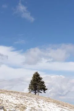 Tree standing alone on the top of a hill with rocks and snow on ground under  Stock Photos