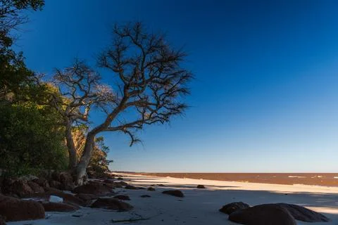 A tree is standing on a beach with a clear blue sky above Foto stock