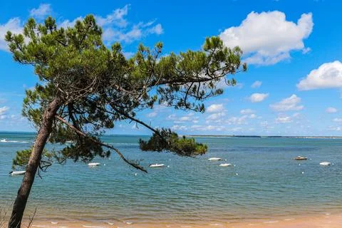 A tree is standing on the beach next to the ocean Stock Photos