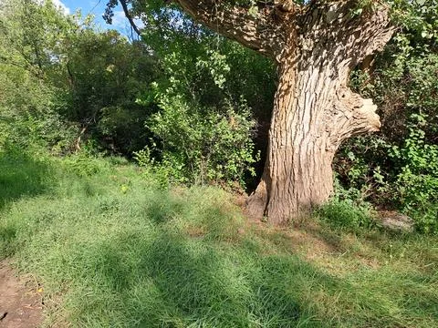 A tree standing on the edge of the forest Stock Photos