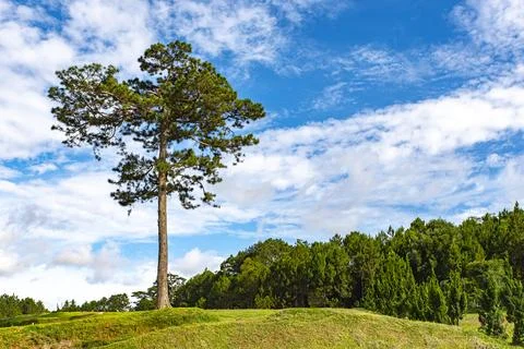 A tree is standing in a field with a blue sky above it Stock Photos