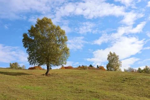 A tree is standing in a field with a blue sky above it Stock Photos