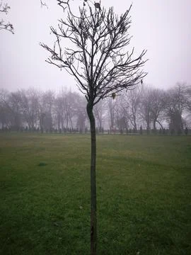 A tree is standing in a field with a cloudy sky above. Stock Photos