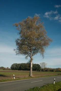 A tree is standing in a field next to a road Stock Photos