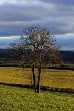 Tree standing in the field Photos