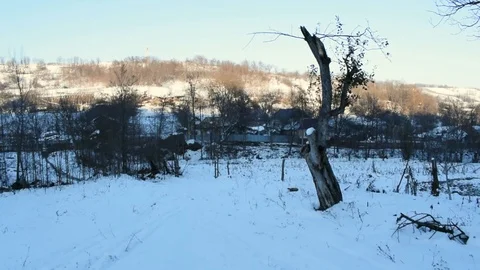 Tree standing in field surrounded by snow, camera pans up to branches Vídeos de archivo 99432459