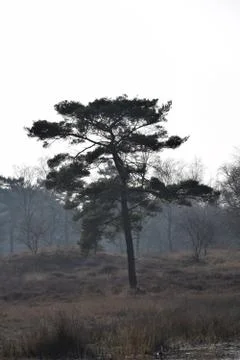 Tree standing in fog. Stock Photos