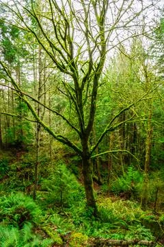 A tree standing in a forest, covered by moss Stock-Fotos