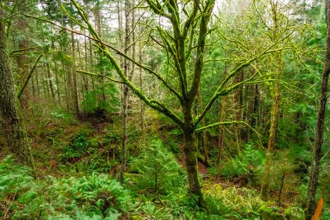 A tree standing in a forest, covered by moss 写真素材